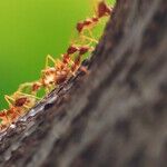 Ants of the World, Unite