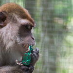 Partying Hipsters, Shrimp Fight Club and Monkeys in Hamster Balls