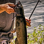Catfish, the Other Cronyism Meat?