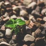 A Recipe for Economic Growth in the New Year