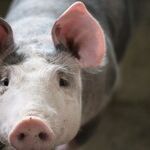 Hurricane Harvey Relief Comes With an Extra-Large Side of Pork