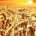 Cronyism Yields a Bumper Crop with Farm Bailouts