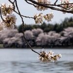 In Washington, Honesty Is Such a Lonely Word