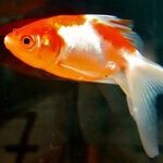 A Stinky Goldfish and Expensive Sneakers