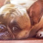 Pet Regret and Gun Safety