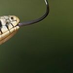 Unholy Holocaust Remembrance and a Pet Snake