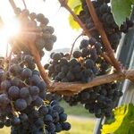Wine -- An Appellation Primer