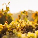 Inexpensive Wines