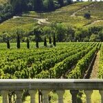 What is WINO?