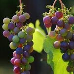Dealing with Wine Snobs
