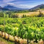Tasting Rooms