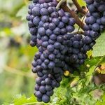 Missing Wines