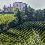 Wine's Many Paths