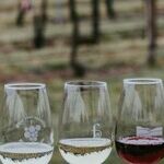 Wine Terminology