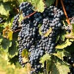Loire Valley Reds
