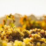 Elegance in Wine