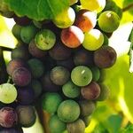 Wine Resolutions