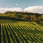 Rain in Vineyards