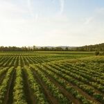 Wine Touring
