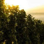 Cabernet Franc
