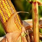 The Plant Paradox