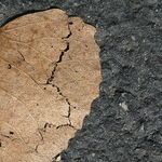 Can a Broken Heart Kill You?