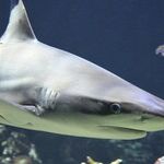 Jumping the Shark: The News Media Way