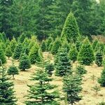 As 2020 Kills Traditions, Christmas Stands Strong