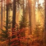 Words for the Fall