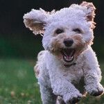 When a Dog Opens the Door