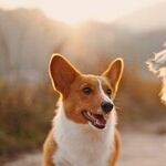 Forced to Make an Impossible Choice