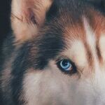 No Compromise When It Comes to the Dogs