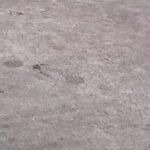 Forced to Choose Between Love and a Pet's Loyalty