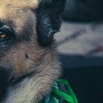 Sending St. Patrick's Day Blessings