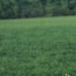 The Last Tie to an Ex