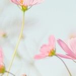 The Many Meanings of Mother's Day