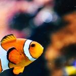 Fish-Sitting Favor Ends in Guilt
