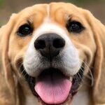 Neighbor's Barking Dog Keeps Baby Awake