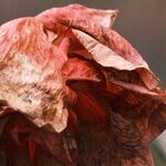 I Can't Be My Grieving Mother's Caregiver