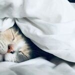 Saving My Sleep With a Snorer