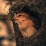 Leaving the Nest