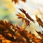 The Neighbor's Leaves