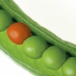 The Fruit of an Affair