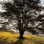 Tree Dispute With Neighbors