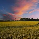 Happy in the Country