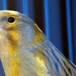 Ruffling Some Feathers