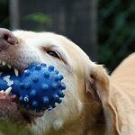 Leave the Dogs at Home
