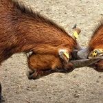 No Consequences for Bad Behavior