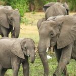 An Ivory Gift