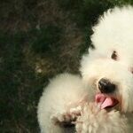 Fido Can't Hold It